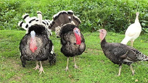 Turkeys puff up their feathers to intimidate and display dominance Stock Footage 312681309