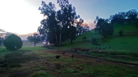 Turkeys Race to Rejoin Flock Vídeos de archivo 147150432