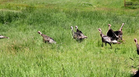 Turkeys on a ranch Stock Footage 1103830
