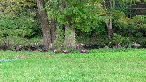 Turkeys on the Run 動画素材 252155336
