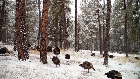 Turkeys Scratching in Snowy Pine Forest with 5 Gobblers, good audio Stock Footage 128325527