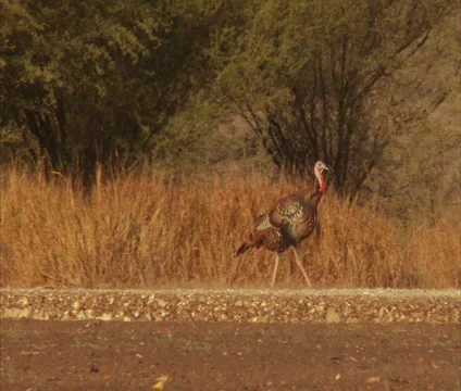 Turkeys Strutting Wide Stock Footage 2343489
