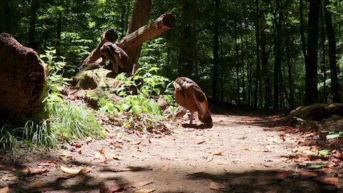 Turkeys Sun Bathing Stock Footage 91368130