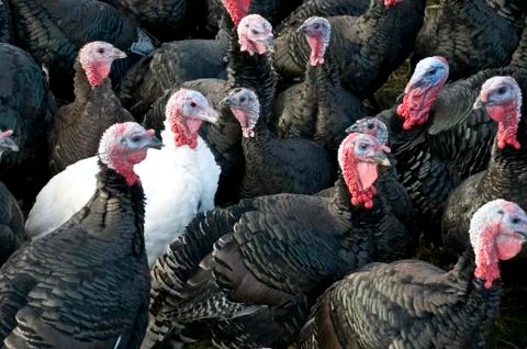 Turkeys Three Stock Photos