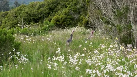 Turkeys walking between tall grass Video stock 243640458