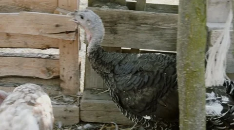 Turkeys walking in the farm Stock Footage 53840744