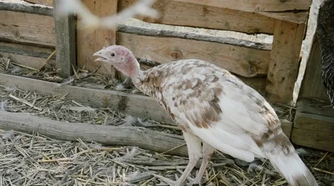 Turkeys walking in the farm yard Stock Footage 53840892