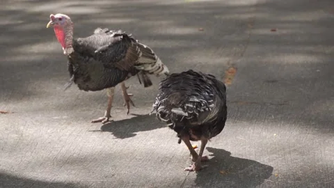 A turkeys walking on the ground Stock Footage 236189538