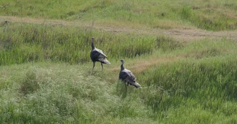 Turkeys Walking Over Grass Berm Stockbeeldmateriaal 333790981
