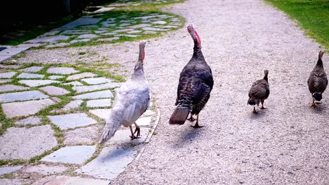 Turkeys Walking in the Park Stock Footage 293218325