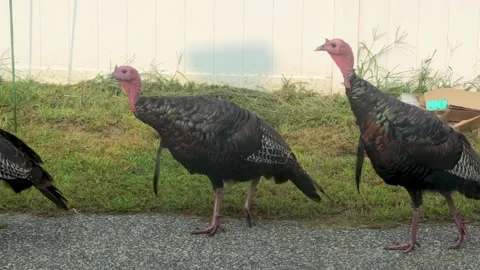 Turkeys Walking Through Driveway 動画素材 252149630