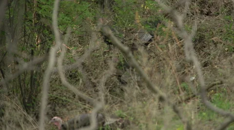 Turkeys walking in the woods Video stock 41750343