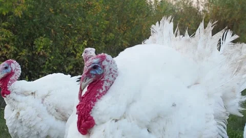 Turkeys with white feathers and red small appendage walking on the farm Stock Footage 252574121