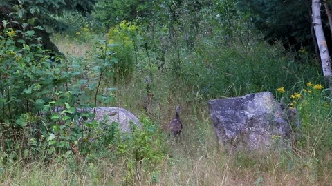 Turkeys in the wild Stock Footage 127307146