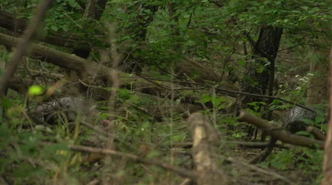 Turkeys in the Woods Video stock 41750298