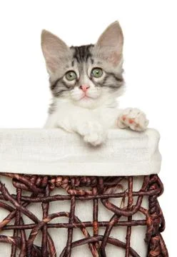 Turkish Angora kitten in wicker basket Stock Photos