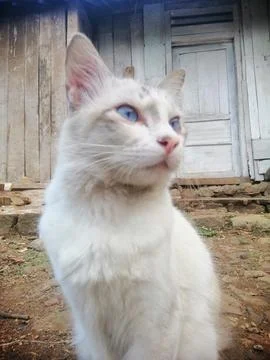 Turkish Angora Stock Photos