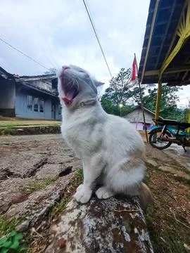 Turkish Angora Stock Photos