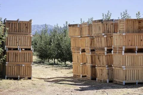 Turkish apple orchards Stock Photos