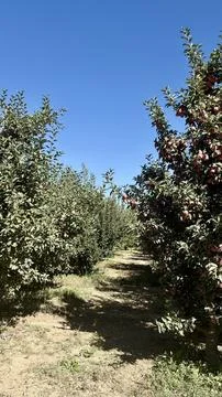 Turkish apple orchards Stock-Fotos