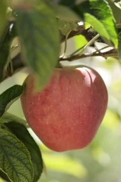 Turkish apple orchards Stock Photos