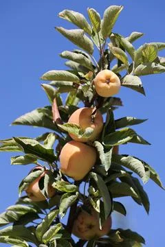 Turkish apple orchards Stock Photos