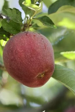Turkish apple orchards Stock Photos