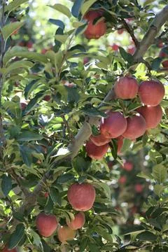 Turkish apple orchards Stock Photos