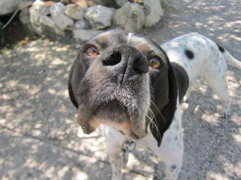 Turkish Beagle Stock Photos