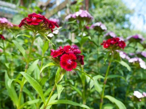 Turkish carnation Stock Photos
