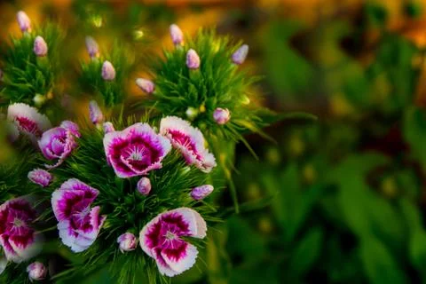 Turkish carnation Stock Photos