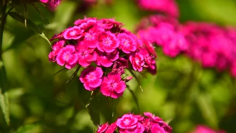 Turkish carnation in the wind in the park. Flowers on a sunny summer day Stock Footage 169102883