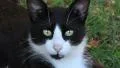 Turkish cat HD Footage