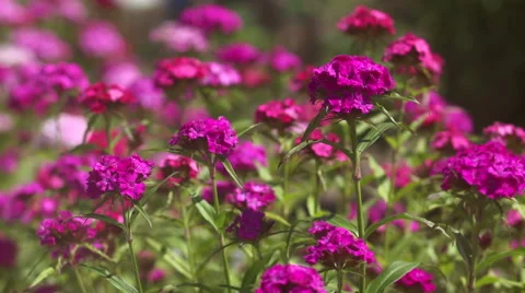 Turkish courses cloves Stock Footage 56888414