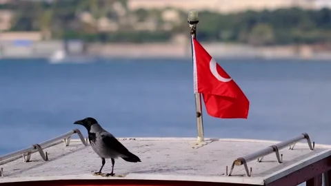 Turkish Flag and Crow Stock Footage 142925276