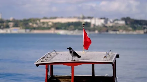 Turkish Flag and Crow Stock Footage 142988673