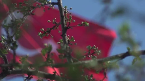 Turkish Flag Behind Blossoming Branches Stock Footage 336224292