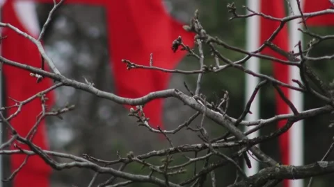 Turkish Flag At Memorial Site Stock Footage 336221996