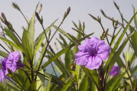 Turkish flowers in Spring Stock Photos