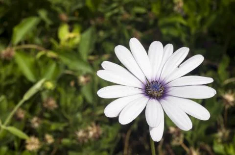 Turkish flowers in Spring Stock Photos