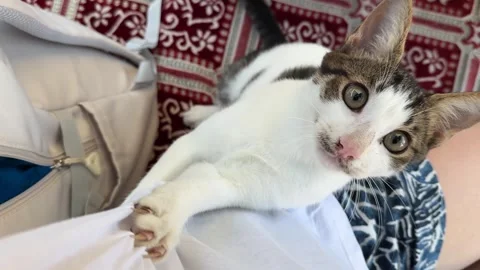 Turkish stray cat Stock Footage 289326251