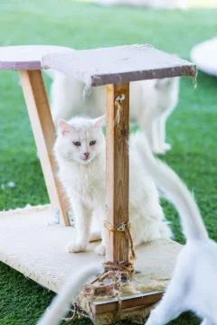Turkish Van cat Stock Photos