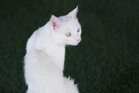 Turkish Van cat Foto stock