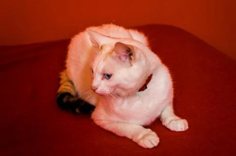 Turkish Van Stock Photos