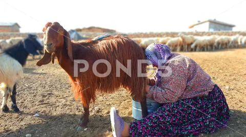 Turkish woman milking goat milk Stock Photos