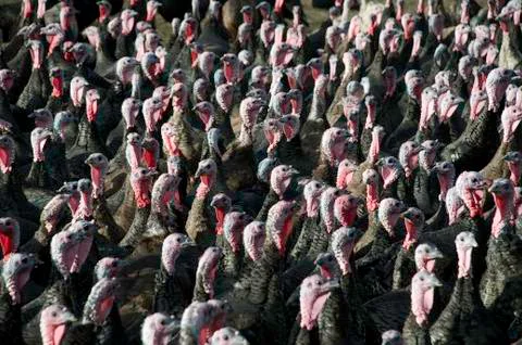 Turky flock Stock Photos