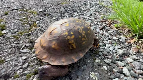 Turle crosses road with fast crawl Stock Footage 308435826