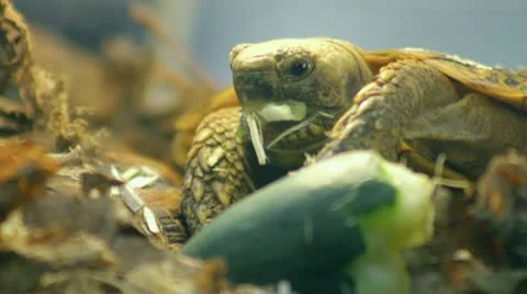 Turle eating Stock Footage 10725771