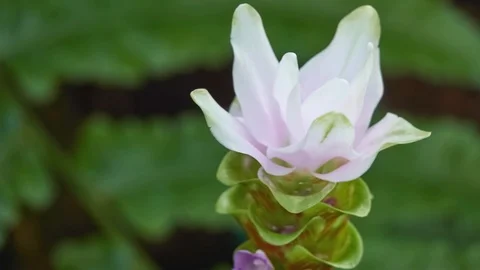Turmeric (Curcuma longa) Stock Footage 91770031