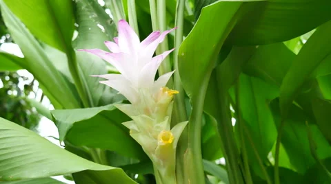 Turmeric flower Stock Footage 66525892